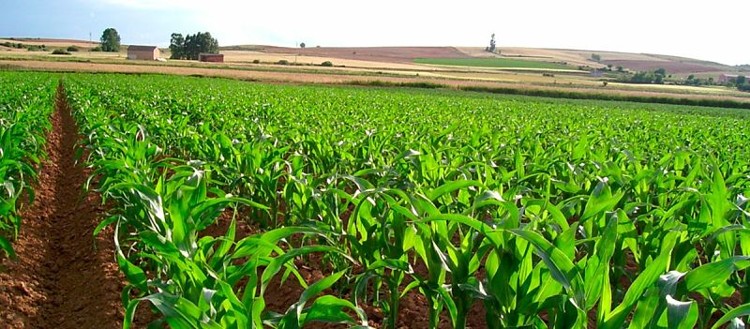 Plantación de maíz