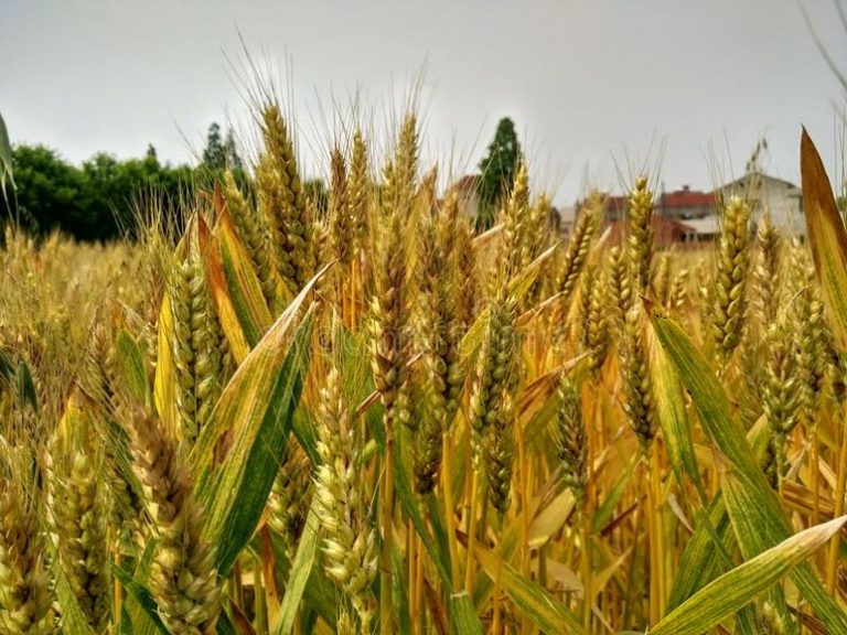 Plantación de trigo