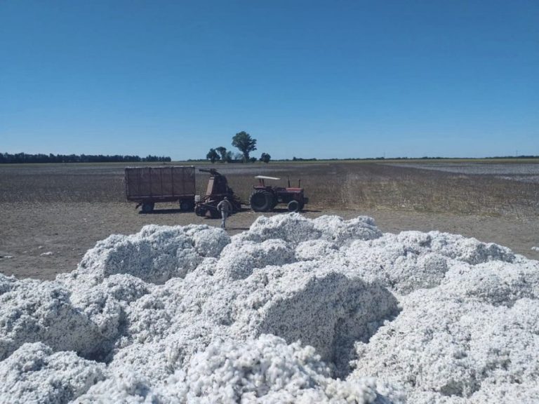 Algodón en montículo