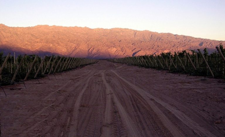 La Riojana - viñedos