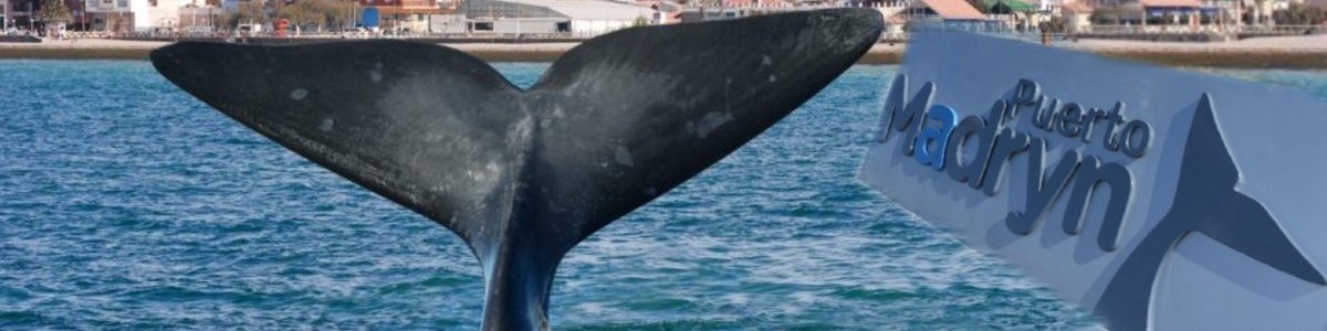 Apoyo municipio Puerto Madryn 1200 (1)