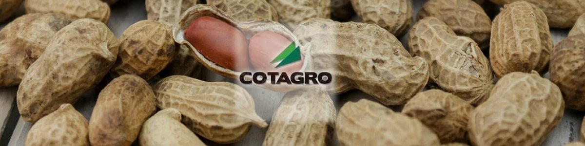 CALIDAD DE EXPORTACION 1200