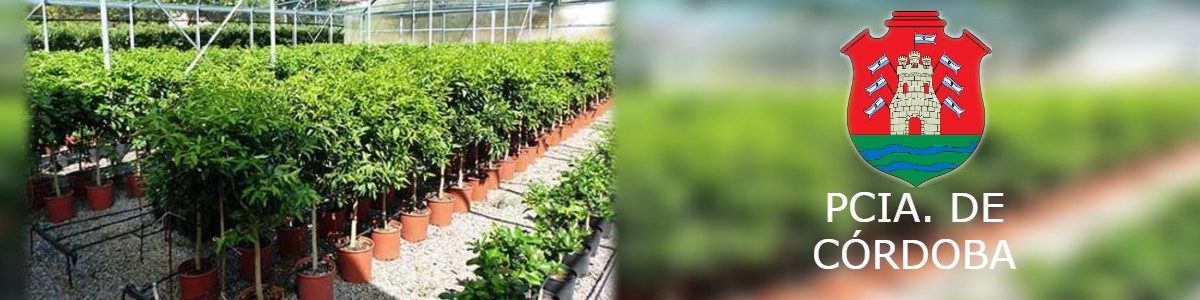 CORDOBA PLANTA ARBOLES 1200