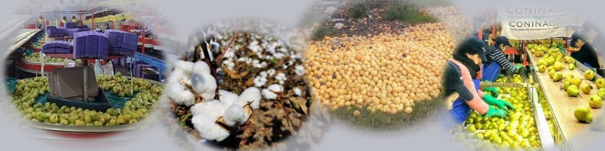 ECONOMIA REGIONAL 1200