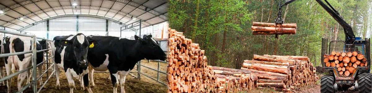 ECONOMIAS REGIONALES 1200