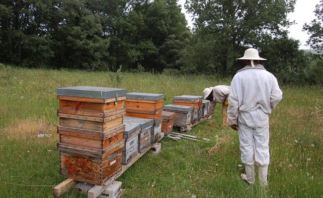 Apadrinamiento de varias colmenas